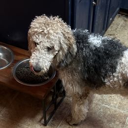 Twilight - Goldendoodle