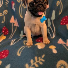 Pug Puppies from Lisa's Pugalicious Pugs