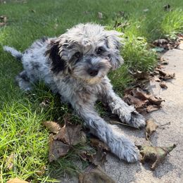 Cavapoo Puppies from Panda Puppies