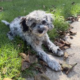 Cavapoo Puppies from Panda Puppies