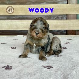 Woody - Blue merle male Bernedoodle puppy in Banner Elk, North Carolina from Walnut Tree Bernedoodles