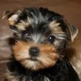 Yorkshire Terrier Puppies from Trinity Yorkshire Terriers