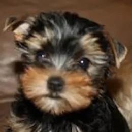 Yorkshire Terrier Puppies from Trinity Yorkshire Terriers