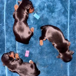 Yorkshire Terrier Puppies from Joy Riley's Yorkies