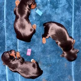 Yorkshire Terrier Puppies from Joy Riley's Yorkies