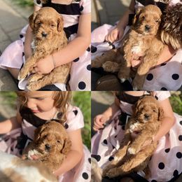 Milton - Red and white male Cockapoo puppy in Birdsboro, Pennsylvania from Cooper Family Cockapoos