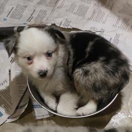 Daisy - Blue merle female Miniature Australian Shepherd puppy in Sound Beach, New York from Awesome Aussies