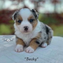 Becky - Blue merle female Miniature Australian Shepherd puppy in Vinemont, Alabama from Cotton Country Kennels