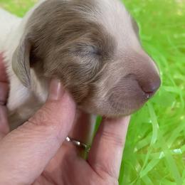 Dachshund Puppies from Shiloh Ridge Dachshunds
