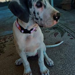 French Bulldog and Great Dane Puppies from Doyle’s Royal K9