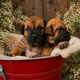 LOTUS - Red female Boerboel puppy in Pennsylvania from Cold River Boerboels