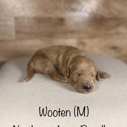 Wooten - Apricot male Goldendoodle puppy in Cedar Falls, Iowa from Northeast Iowa Doodles