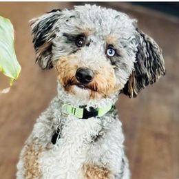 Remy - Bernedoodle