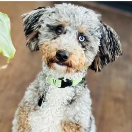 Remy - Bernedoodle