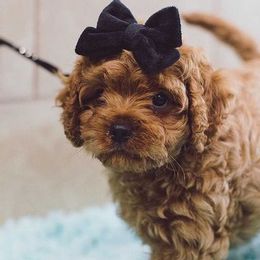 Cavapoos and Maltipoos from North Texas Puppies