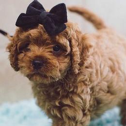Cavapoos and Maltipoos from North Texas Puppies
