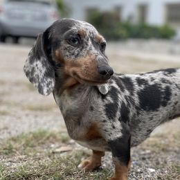 Denali - Dachshund