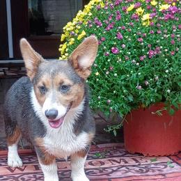 Ivy AKC registered - Blue female Pembroke Welsh Corgi puppy in Montgomery County, Tennessee from Anita’s little Corgi Haven