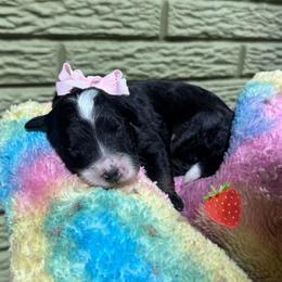 Strawberry - Tri-color female Bernedoodle puppy in Carmichaels, Pennsylvania from JensenBelle Doodles