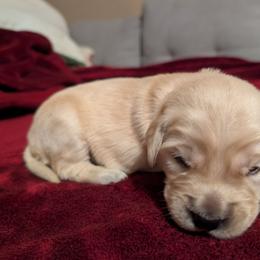 Orange - Golden male Golden Retriever puppy in Madison, Ohio from Heckmans English Cream Golden Retrievers