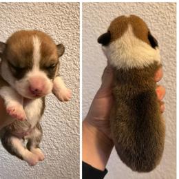 Boy 4 - Red male Pembroke Welsh Corgi puppy in Helmville, Montana from Calie’s Corgis