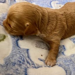 Maltipoo and Yorkshire Terrier Puppies from Puppy Love Palace at HB Farm