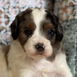 Nate the Great - Merle male Cavapoo puppy in Beckley, West Virginia from By Design Doodles