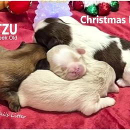 Shih Tzu puppies from Pup-Tzu WNC