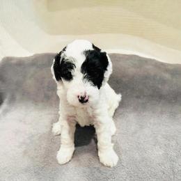 Glacier - White female Sheepadoodle puppy in Spokane, Washington from Downriver Doodles