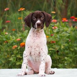 Pearl - Liver and white female German Shorthaired Pointer puppy in Chocowinity, North Carolina from Foxtail Hollow