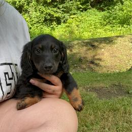 Dachshund puppies from L&B Lowriders