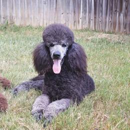 Jingle - Poodle