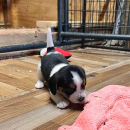 Boy 1 - Black white and tan male Beagle puppy in Corfu, New York from Lead The Way Kennel LLC