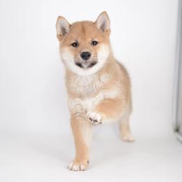 Akii 💙 Red Boy - Red male Shiba Inu puppy in Neosho, Missouri from Sunny Terrace Shibas