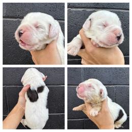 White - Mahogany and white female Saint Bernard puppy in Ladysmith, Wisconsin from Northwoods Saint Bernards