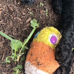 Girl 2 “Rain” - Goldendoodle puppy in Heber City, Utah from Sammy’s Doodles