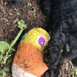 Girl 2 “Rain” - Goldendoodle puppy in Heber City, Utah from Sammy’s Doodles