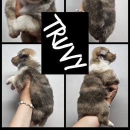 Truvy - Sable merle and white female Shetland Sheepdog puppy in Mc Minnville, Tennessee from Henotic Homestead's Shetland Sheepdogs