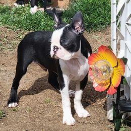 Boston Terrier Puppies from Big Sky Bostons