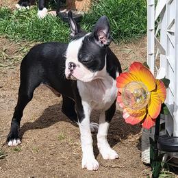 Boston Terrier Puppies from Big Sky Bostons