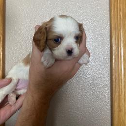 WhiteRubyGirl - Blenheim female Cavalier King Charles Spaniel puppy in Pocatello, Idaho from Sarah's Cavachons, Bichons & King Charles Cavalier Spaniels