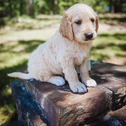 Goldendoodle Puppies from Peachy Doodles