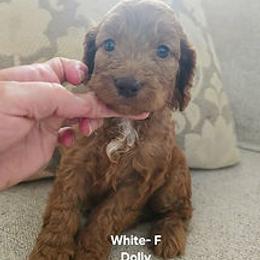White Collar - Red female Cockapoo puppy in Paducah, Kentucky from Cockapoos -N- Poodles of Western Kentucky