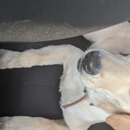 Gemma - Labrador Retriever