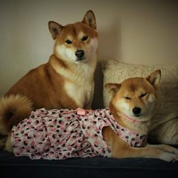 Shiba Inu from Wind Dancer's Shibas