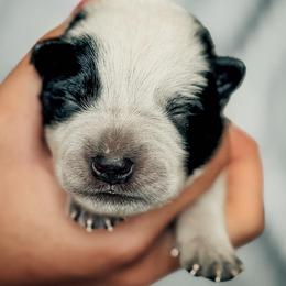 Boy 5 - Blue male Australian Cattle Dog puppy in Blackfoot, Idaho from Circle C Australian Cattle Dogs
