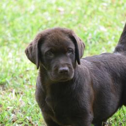 Motley - Chocolate male Labrador Retriever puppy in Edgefield, South Carolina from Backwoods Pond Labradors LLC