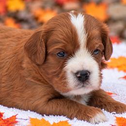 Jackson - Red male Cavapoo puppy in Narvon, Pennsylvania from Stoltzfus Family Puppies (license number 18844)