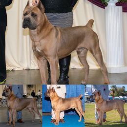 Cane Corso from Winchester Cane Corso