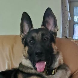 German Shepherds from Sheila Symonds's German Shepherds